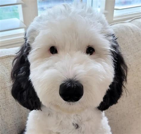 bayley dog snoopy|Peanuts Snoopy Look